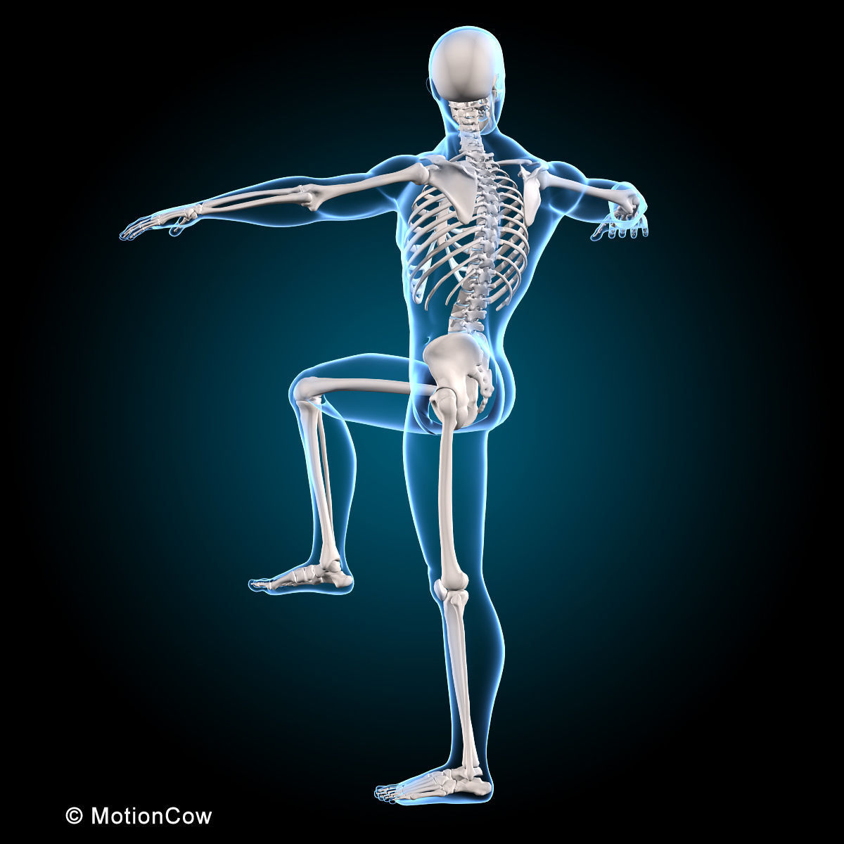 Muscles and Skeleton - Rigged 3D model_6