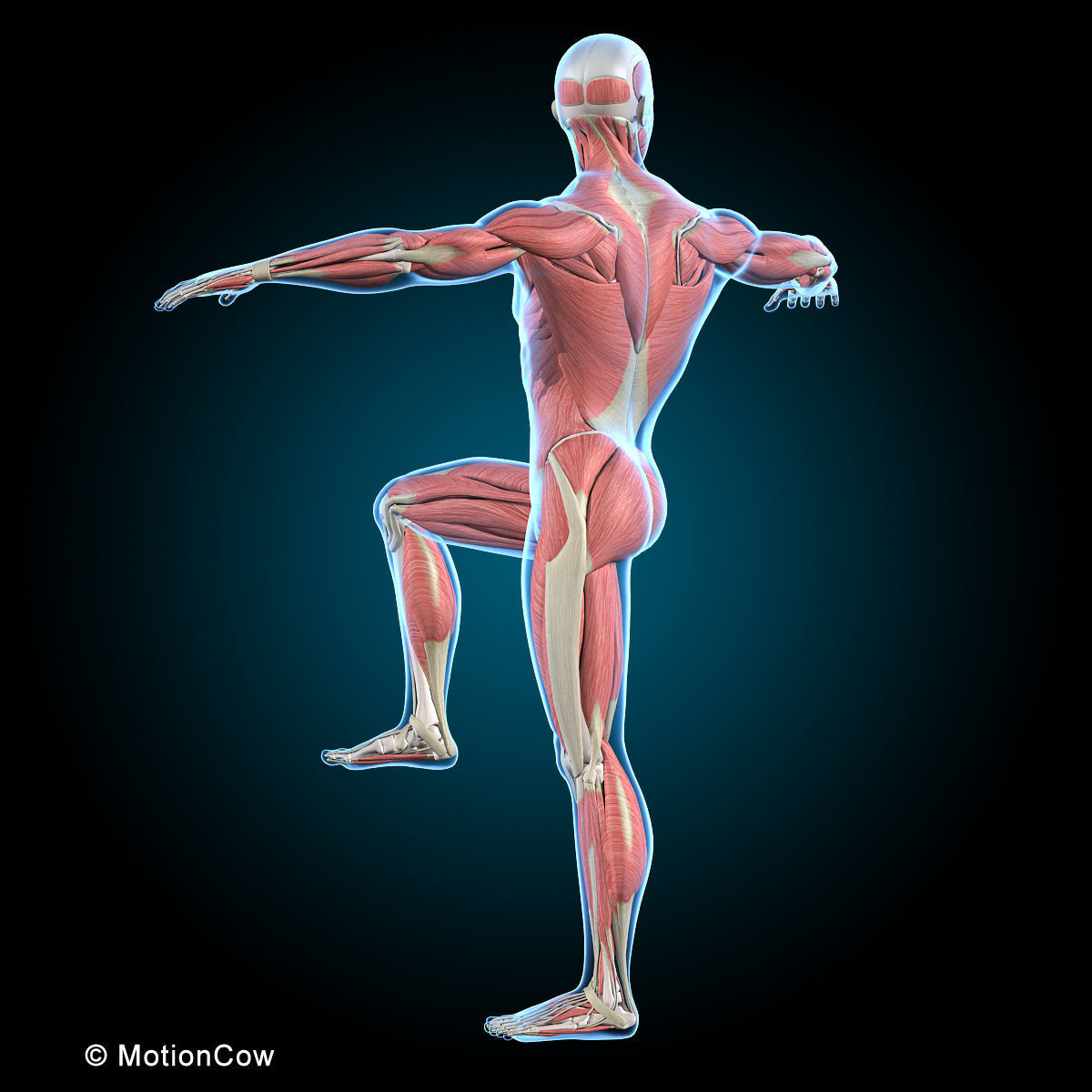 Muscles and Skeleton - Rigged 3D model_5