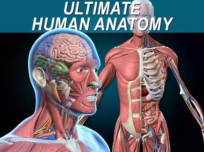 Ultimate Human Anatomy