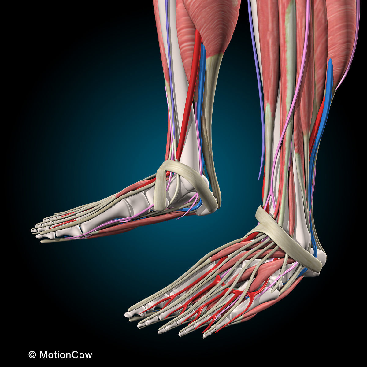 Ultimate Human Anatomy - Rigged 3D model_35