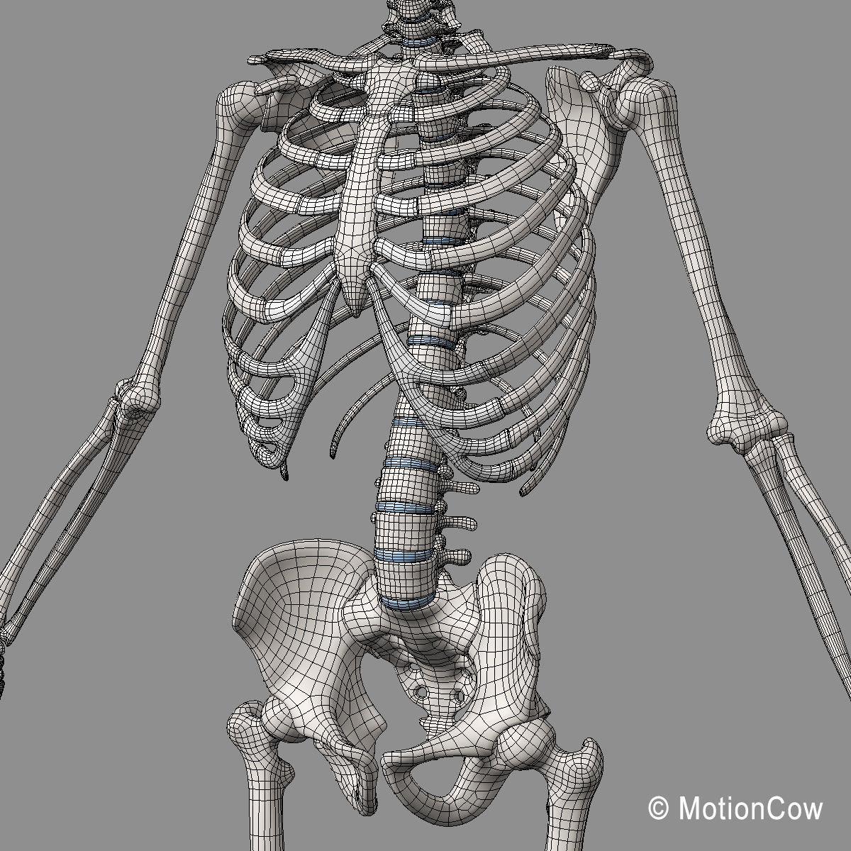 Ultimate Human Anatomy - Rigged 3D model_109