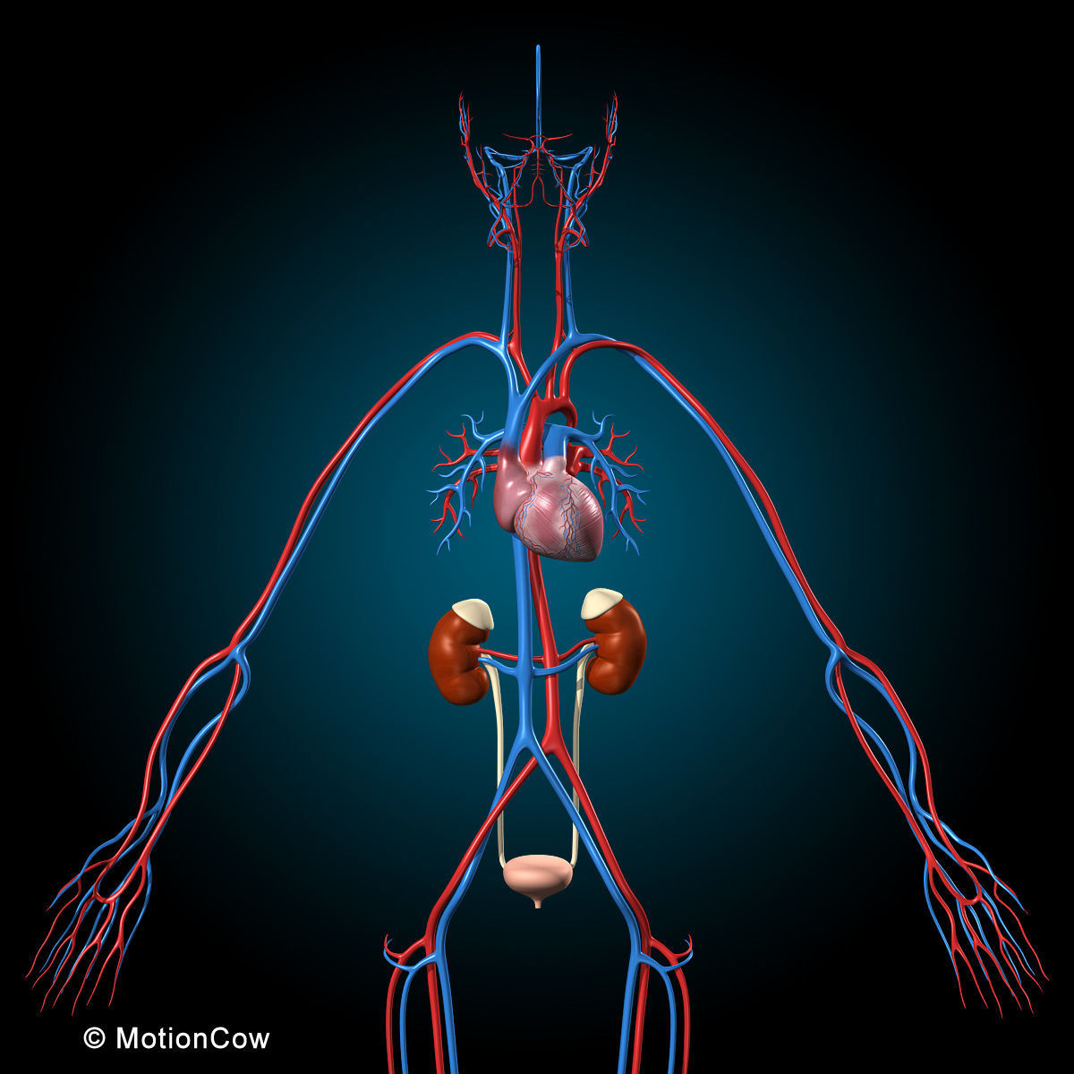 Ultimate Human Anatomy - Rigged 3D model_11