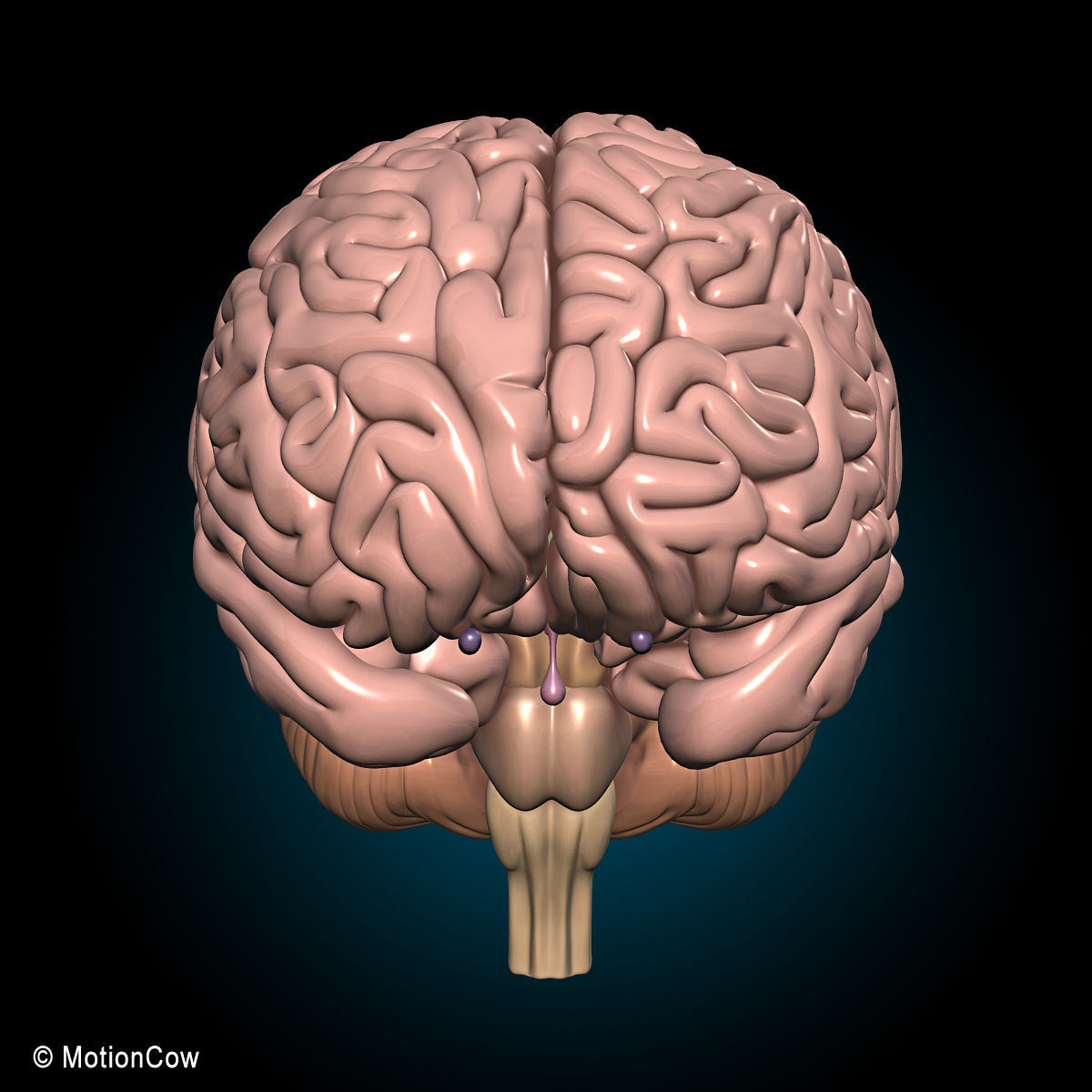 Ultimate Human Anatomy - Rigged 3D model_75
