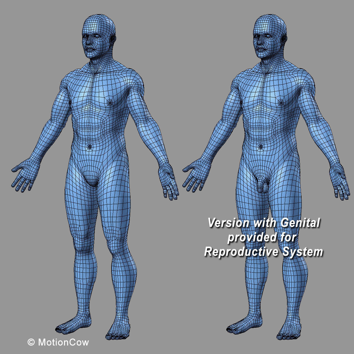 Ultimate Human Anatomy - Rigged 3D model_105