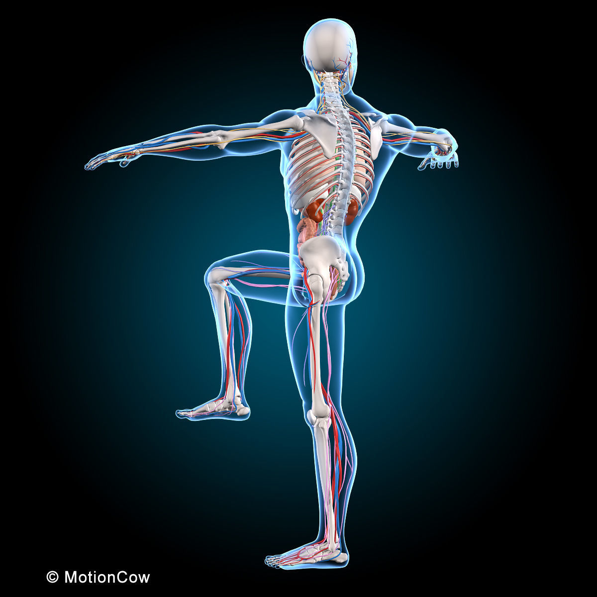 Ultimate Human Anatomy - Rigged 3D model_47