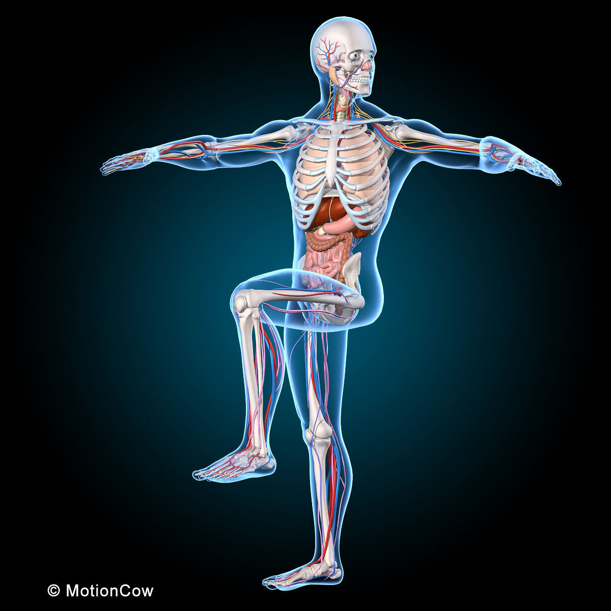 Ultimate Human Anatomy - Rigged 3D model_44