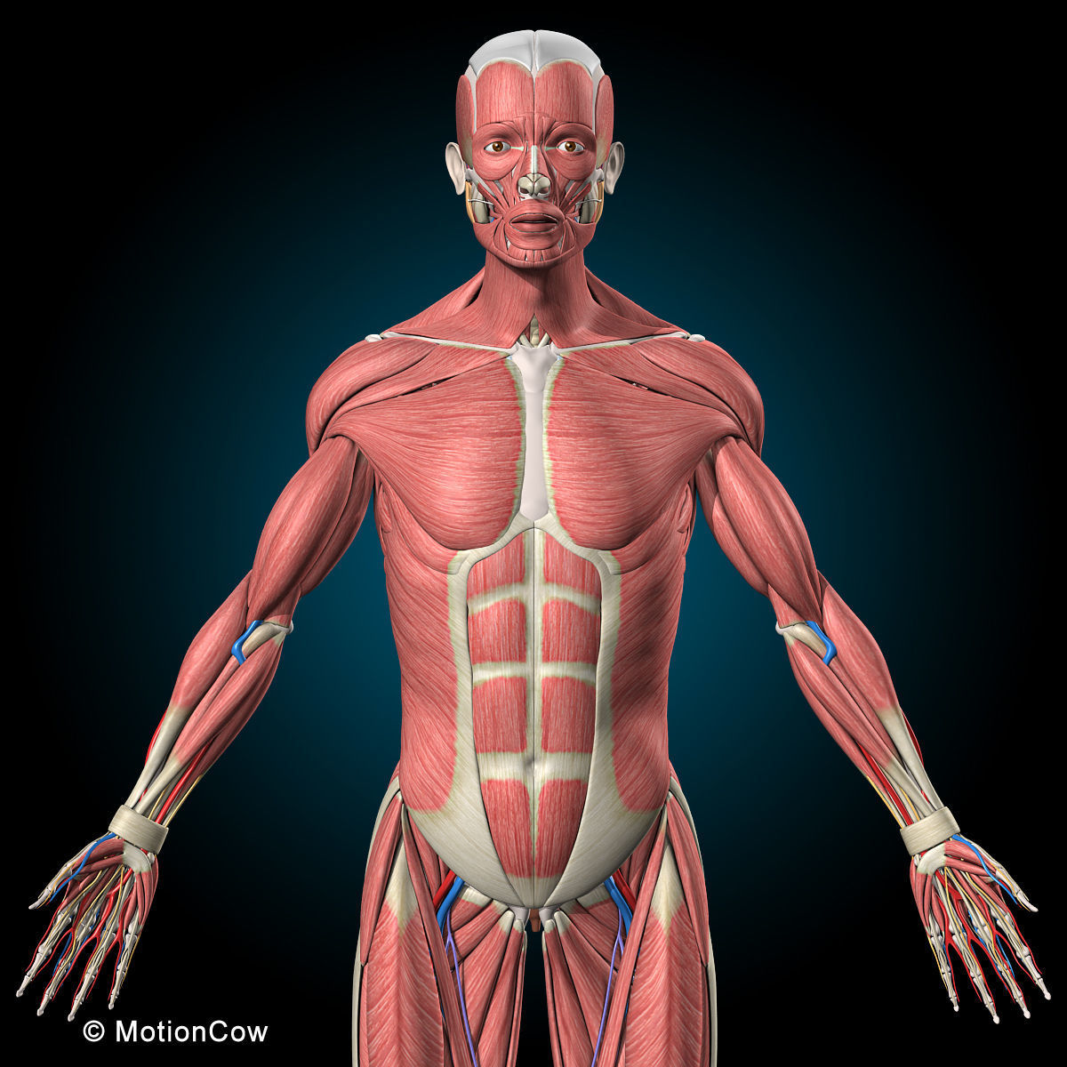 Ultimate Human Anatomy - Rigged 3D model_6