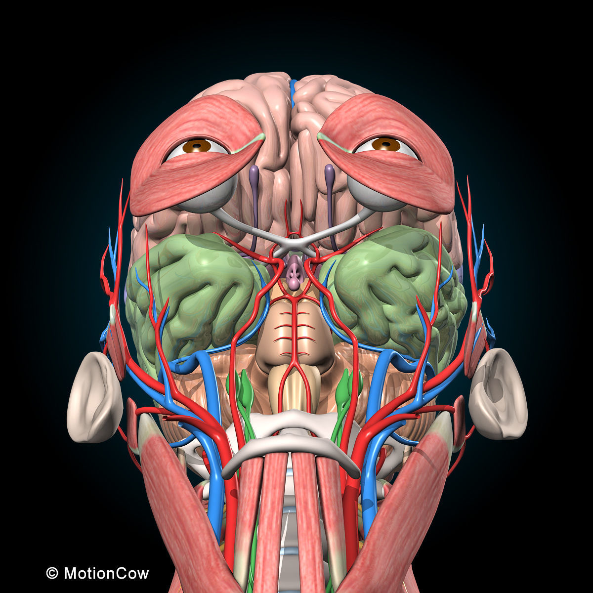 Ultimate Human Anatomy - Rigged 3D model_59