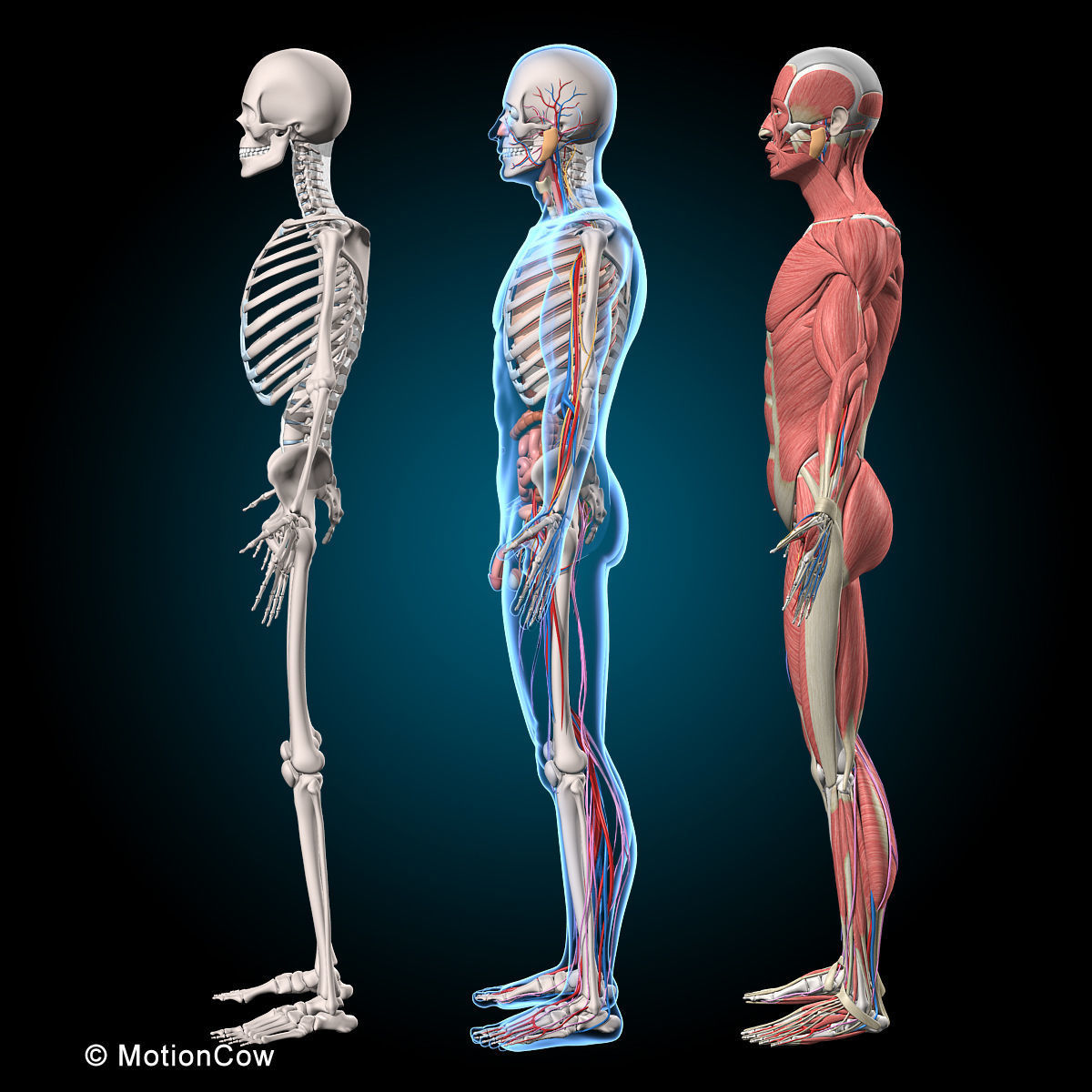 Ultimate Human Anatomy - Rigged 3D model_30