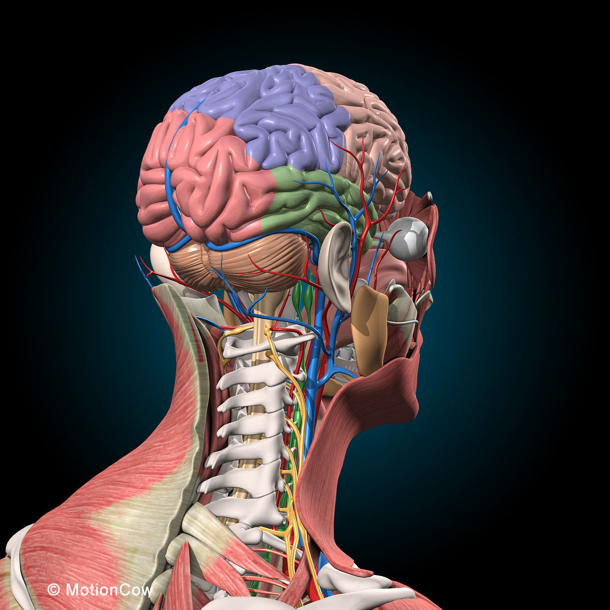 Ultimate Human Anatomy - Rigged 3D model_58