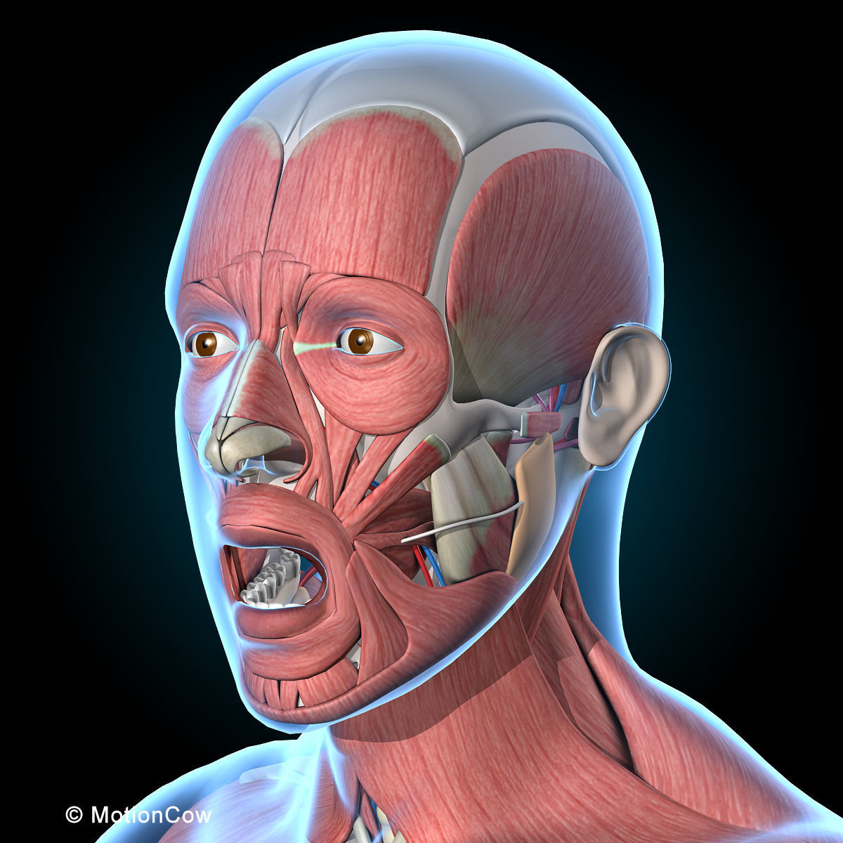 Ultimate Human Anatomy - Rigged 3D model_42