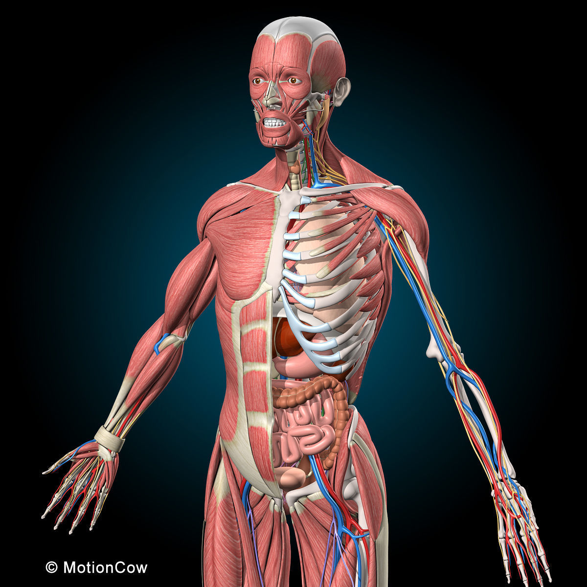 Ultimate Human Anatomy - Rigged 3D model_19