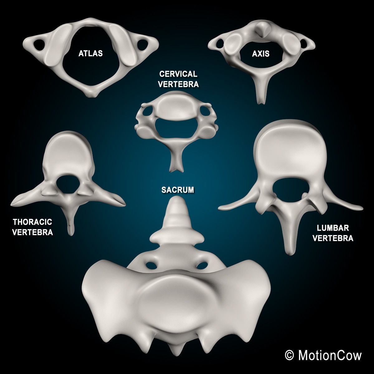 Ultimate Human Anatomy - Rigged 3D model_98