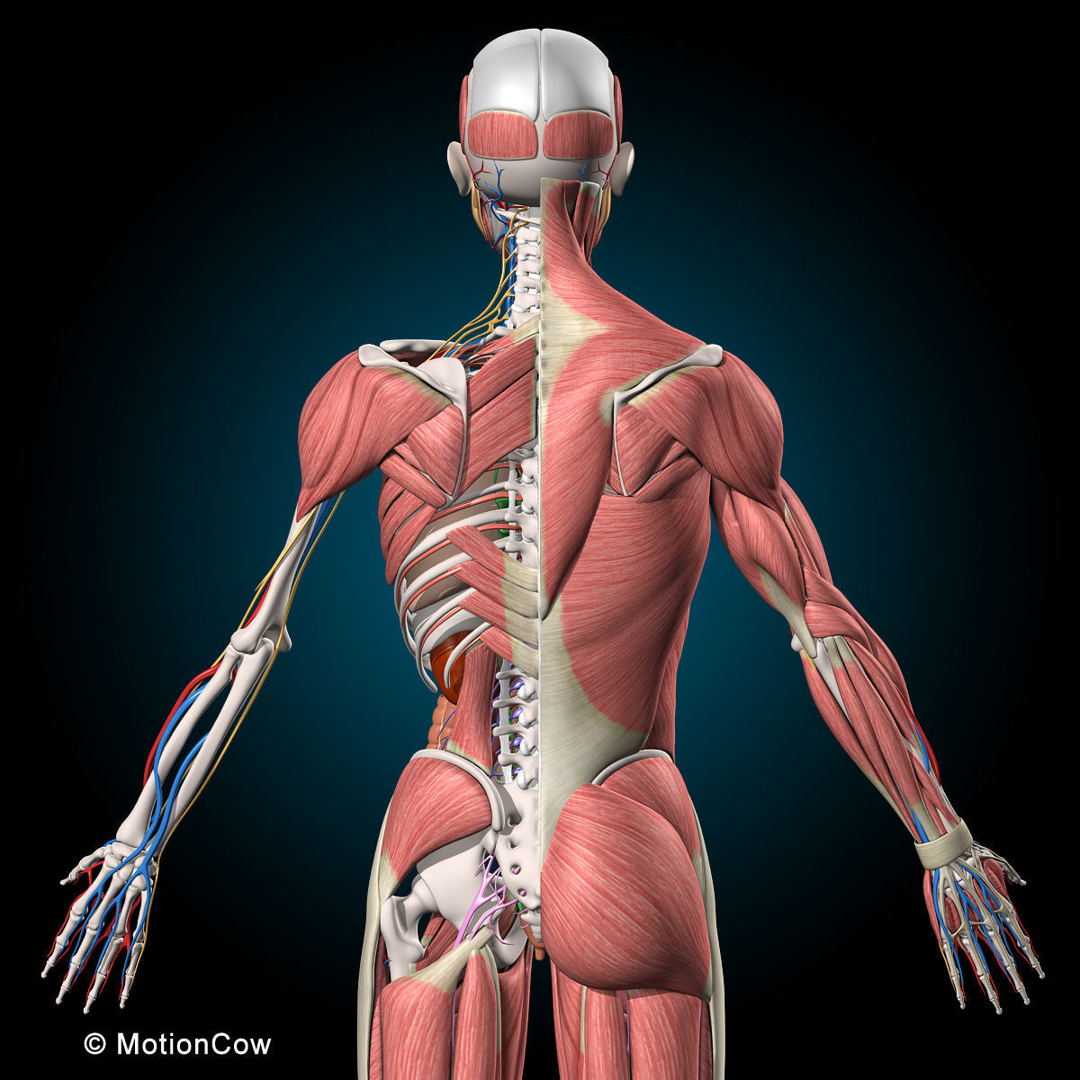 Ultimate Human Anatomy - Rigged 3D model_13