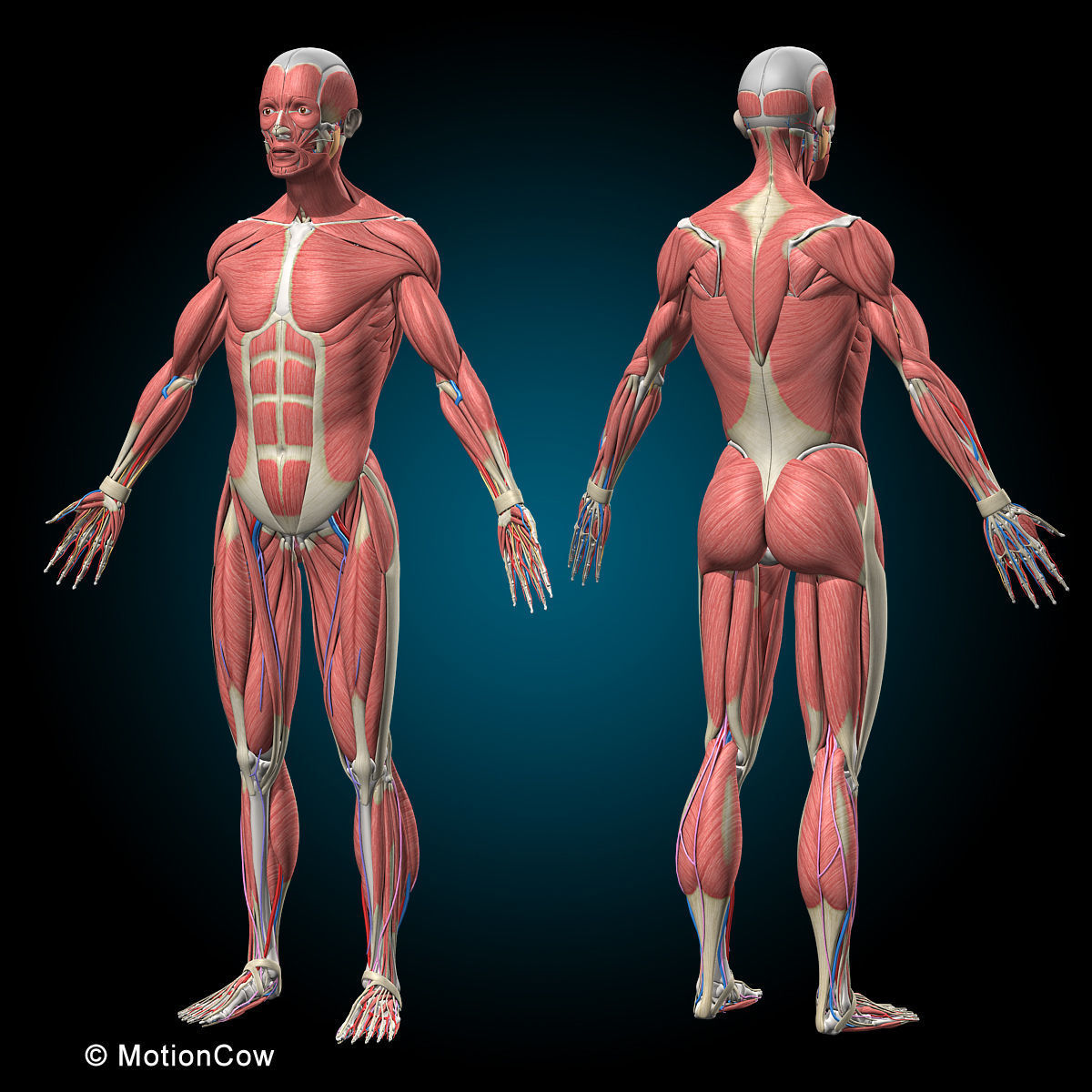 Ultimate Human Anatomy - Rigged 3D model_3