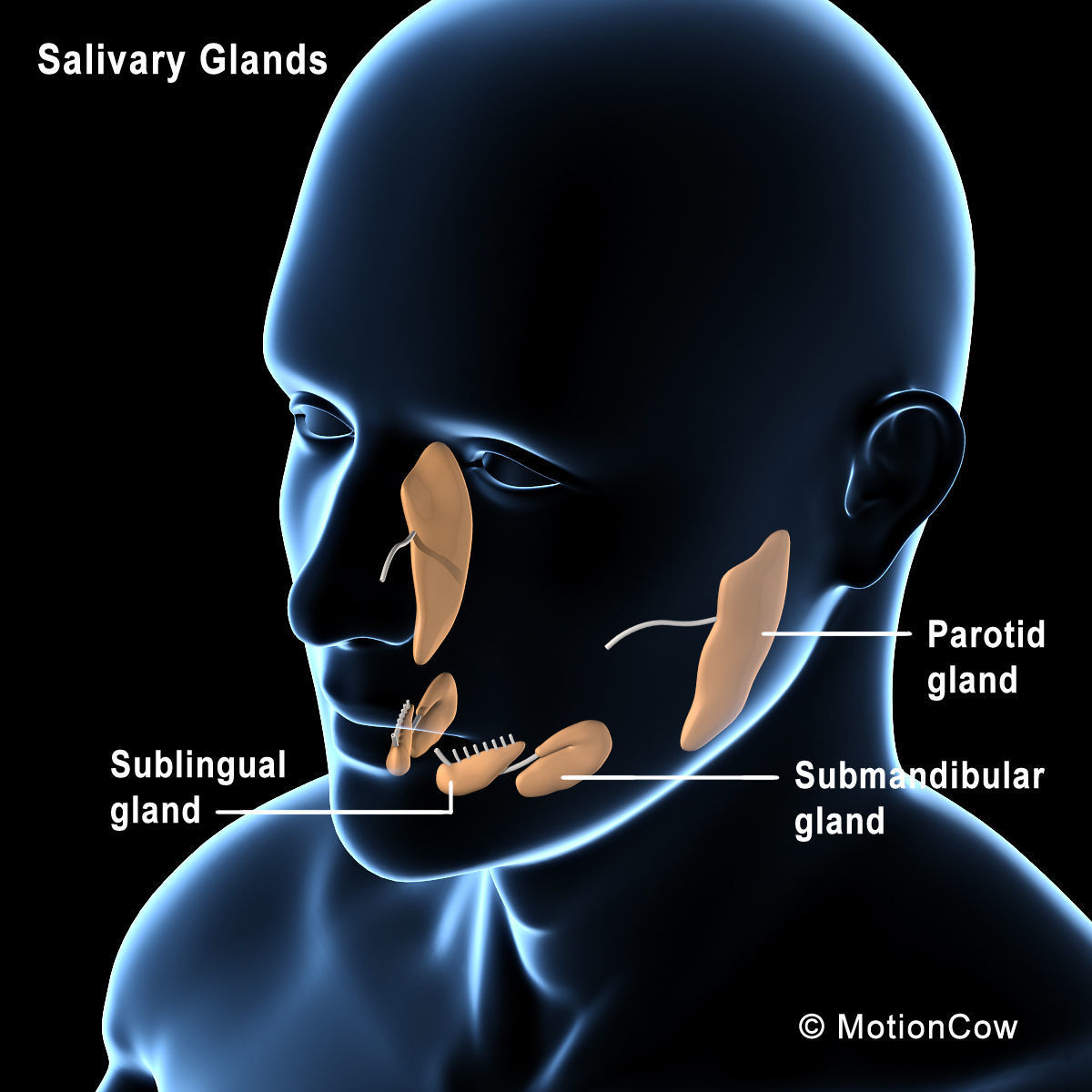 Ultimate Human Anatomy - Rigged 3D model_77