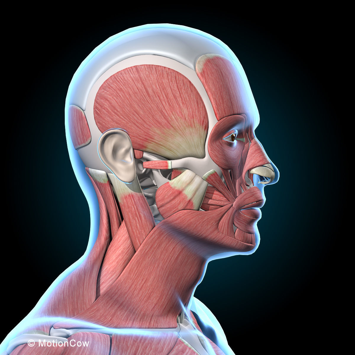 Ultimate Human Anatomy - Rigged 3D model_39