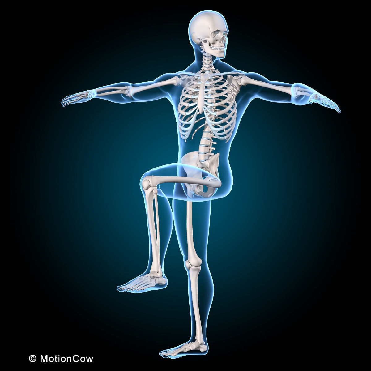 Ultimate Human Anatomy - Rigged 3D model_45