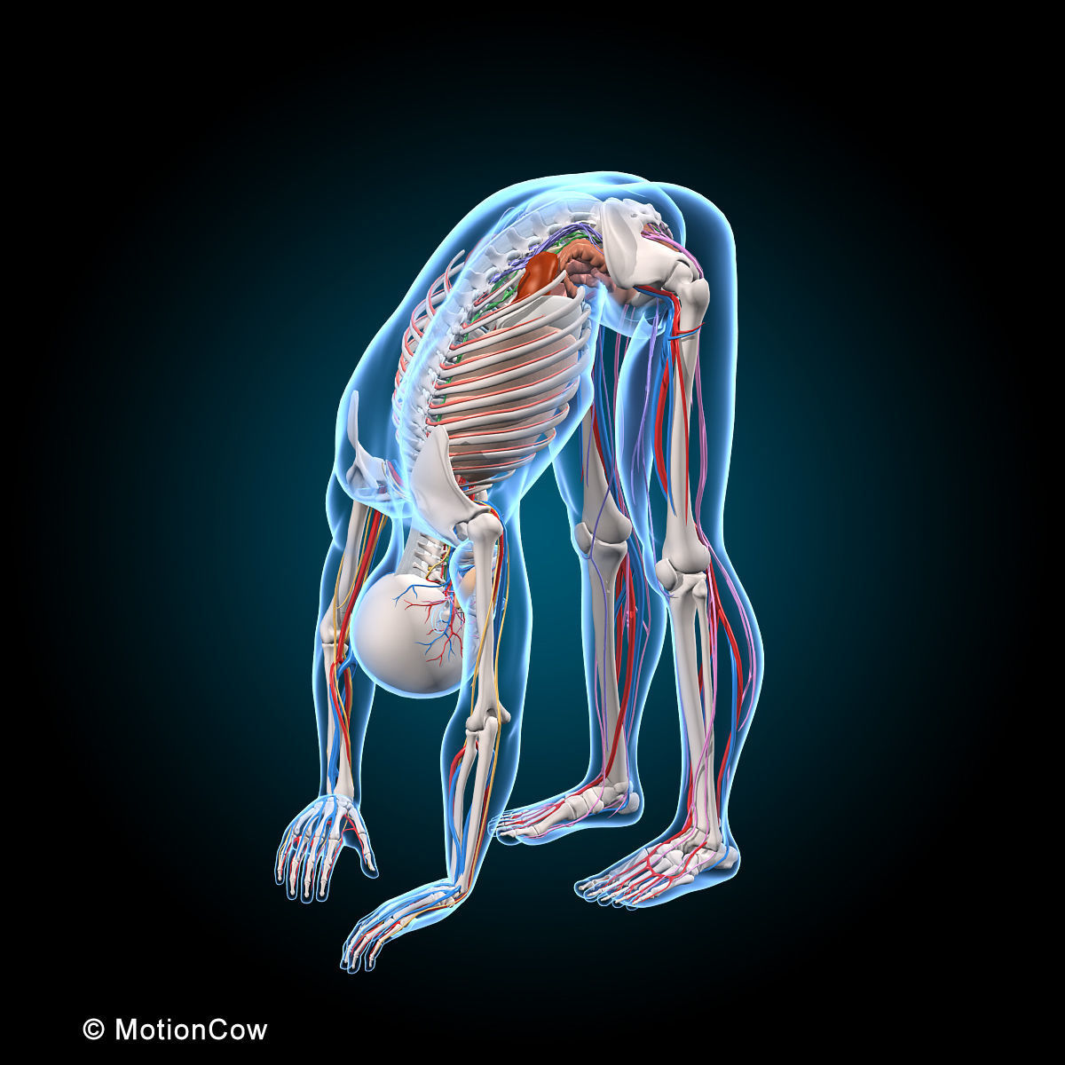 Ultimate Human Anatomy - Rigged 3D model_53