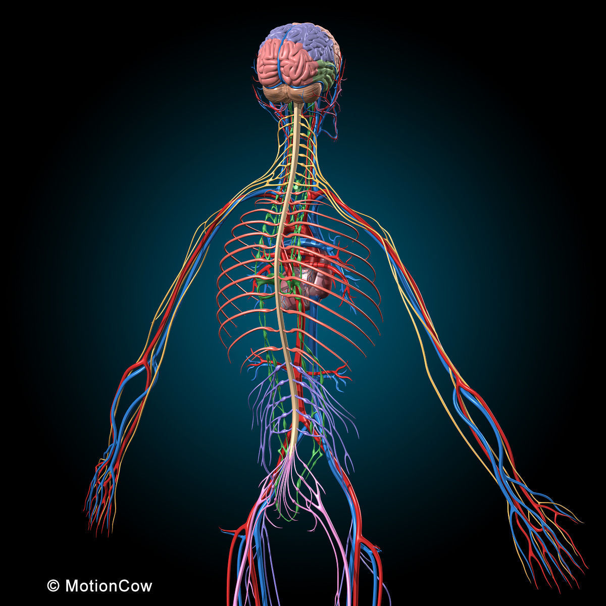 Ultimate Human Anatomy - Rigged 3D model_61