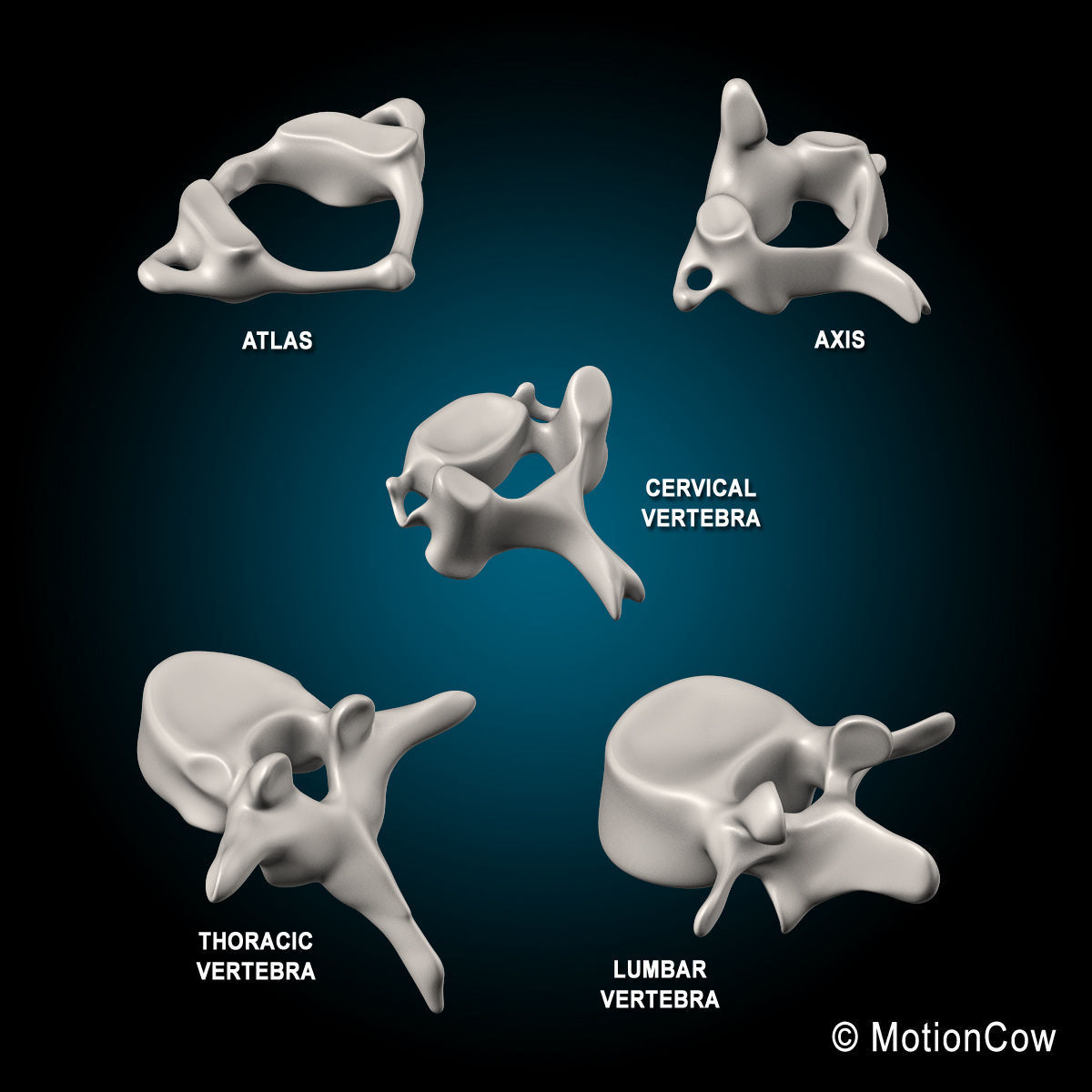 Ultimate Human Anatomy - Rigged 3D model_97