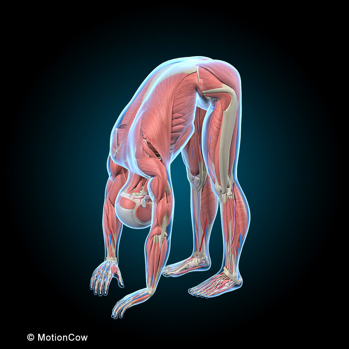 Ultimate Human Anatomy - Rigged 3D model_52