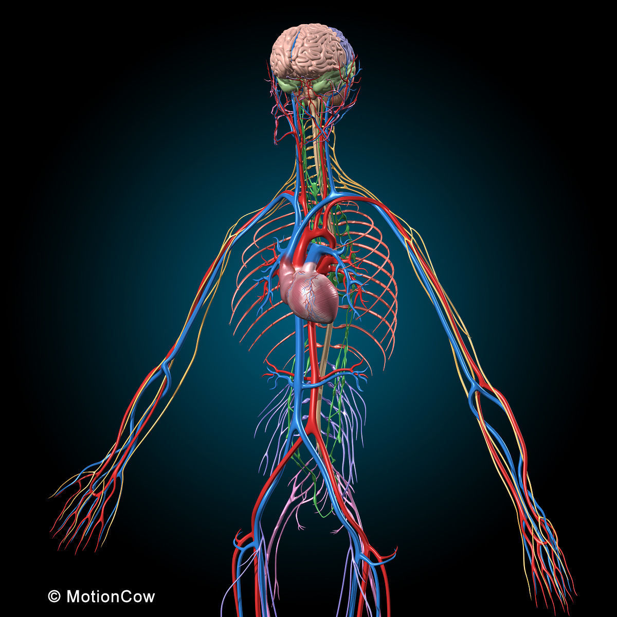 Ultimate Human Anatomy - Rigged 3D model_60