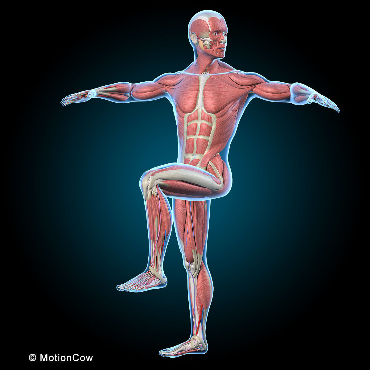 Ultimate Human Anatomy - Rigged 3D model_43