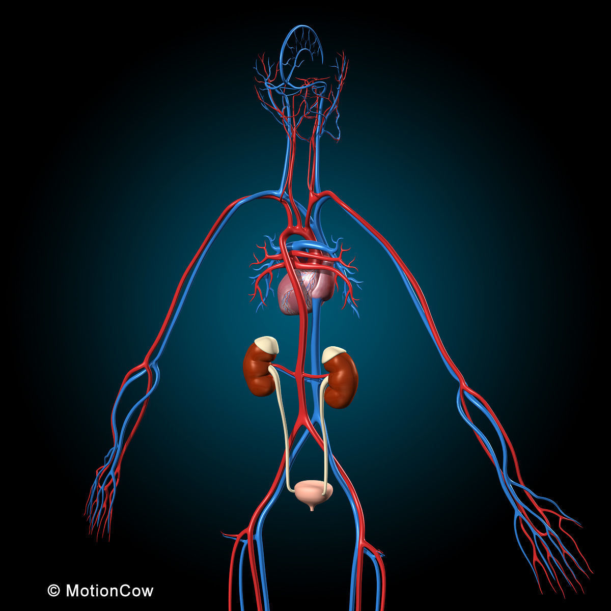 Ultimate Human Anatomy - Rigged 3D model_29