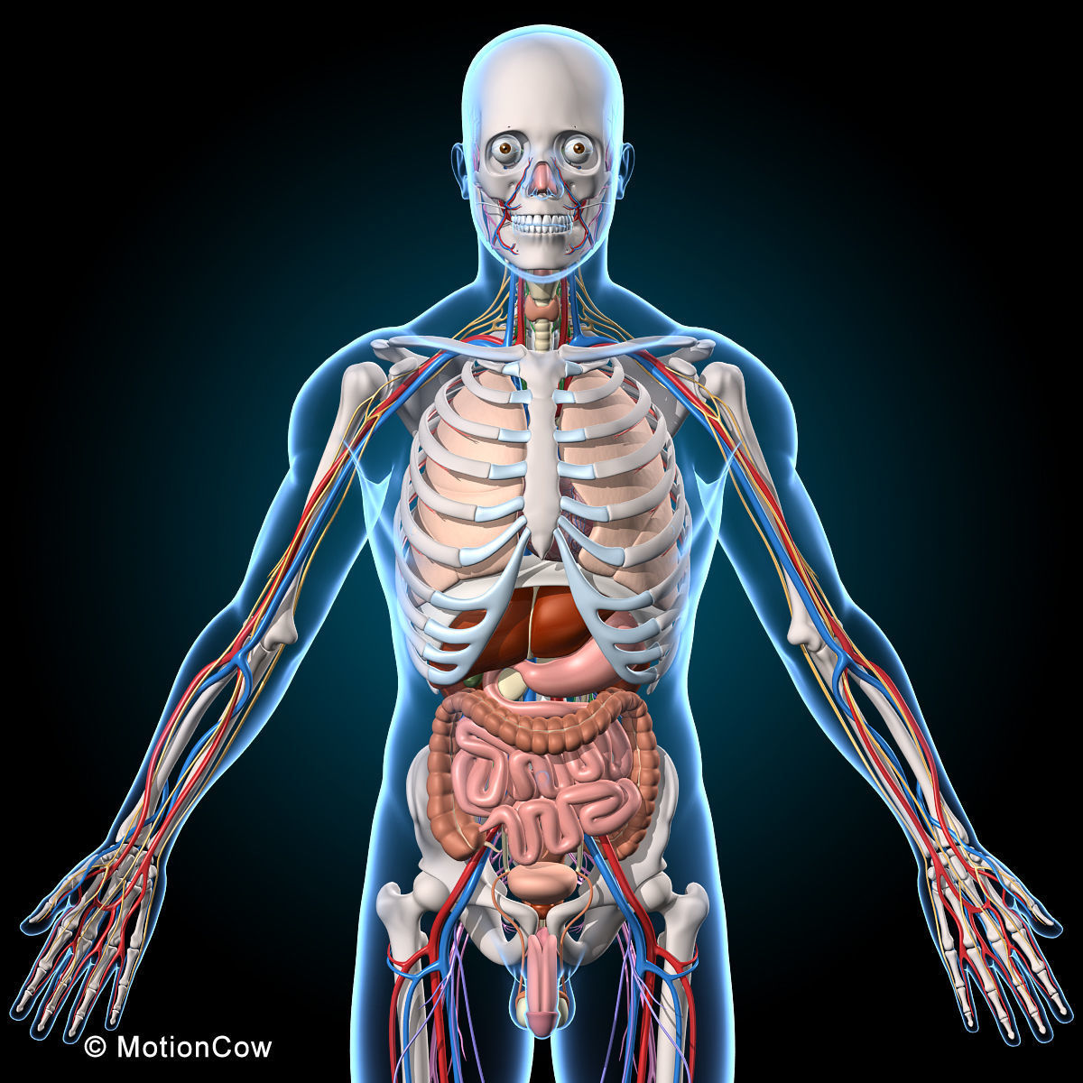 Ultimate Human Anatomy - Rigged 3D model_8