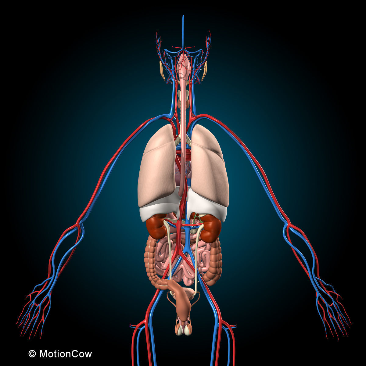 Ultimate Human Anatomy - Rigged 3D model_16