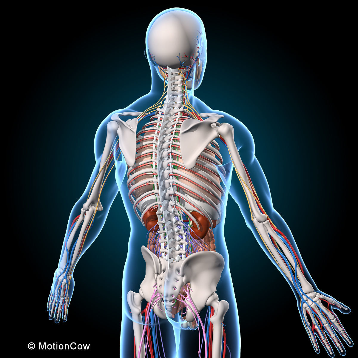 Ultimate Human Anatomy - Rigged 3D model_26