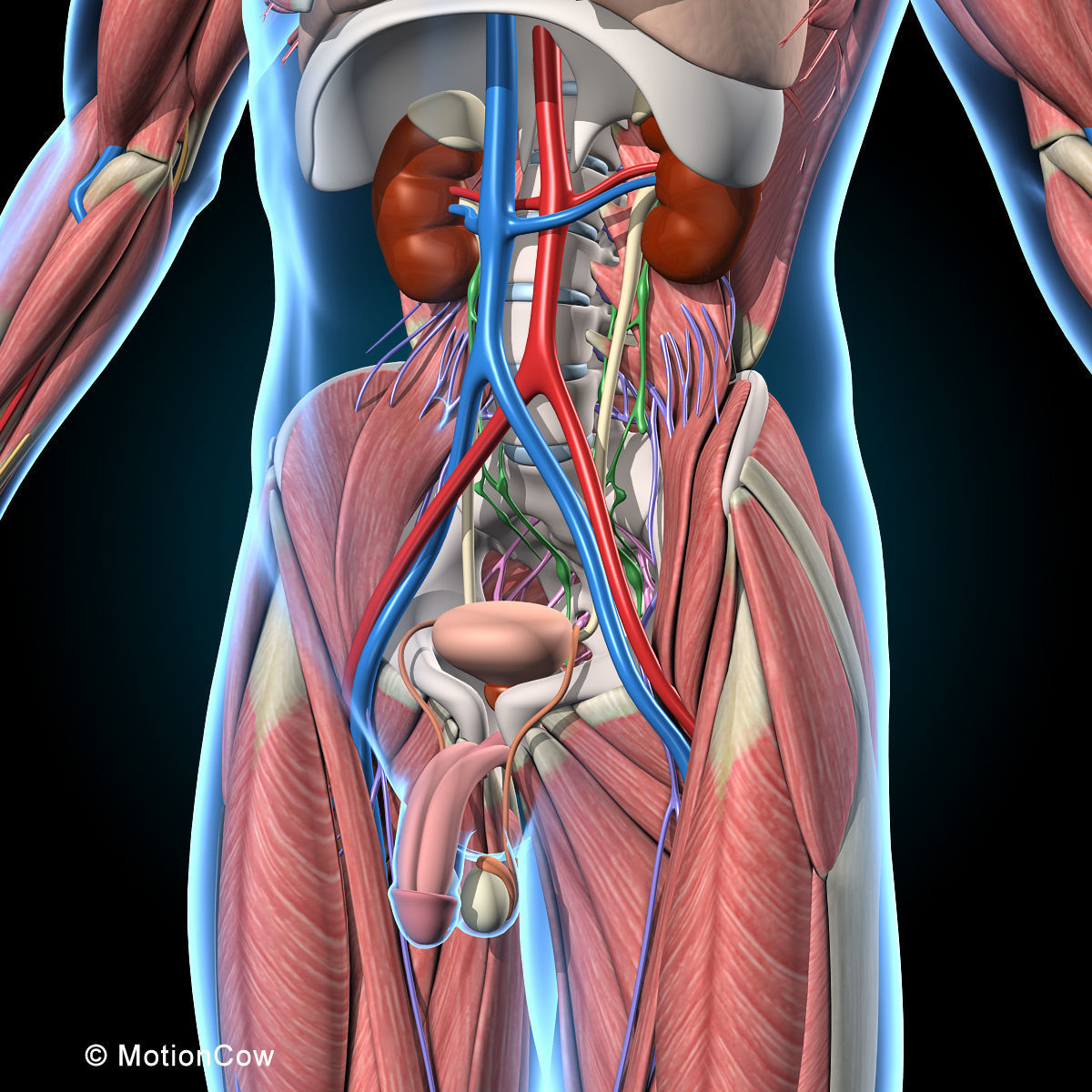 Ultimate Human Anatomy - Rigged 3D model_32