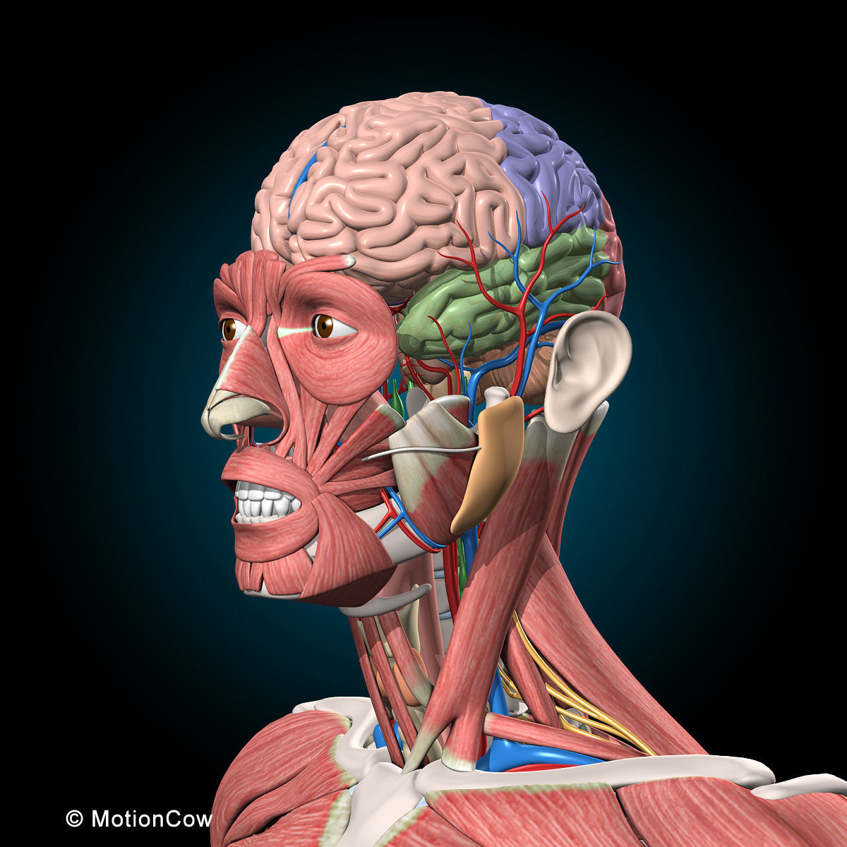 Ultimate Human Anatomy - Rigged 3D model_55