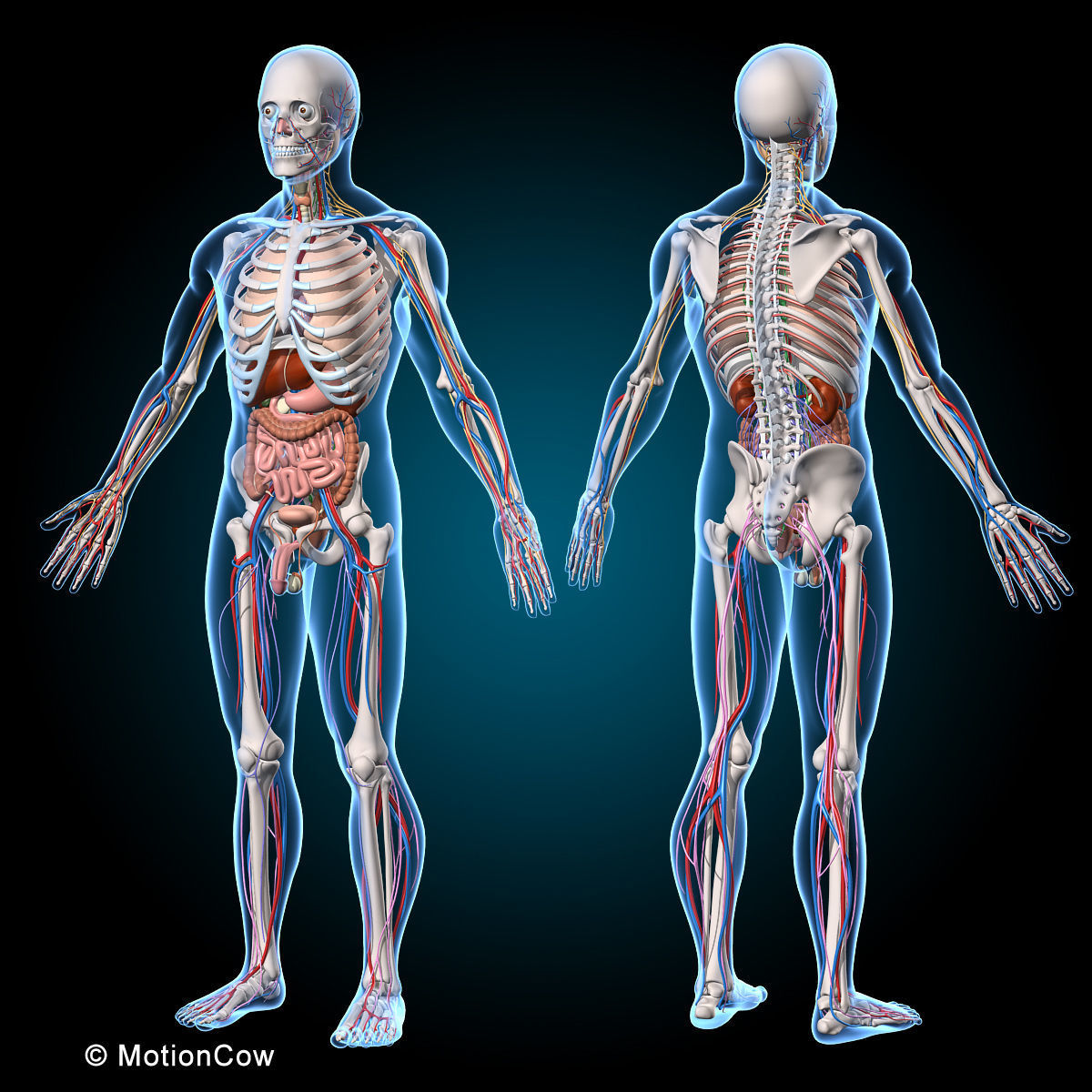 Ultimate Human Anatomy - Rigged 3D model_4