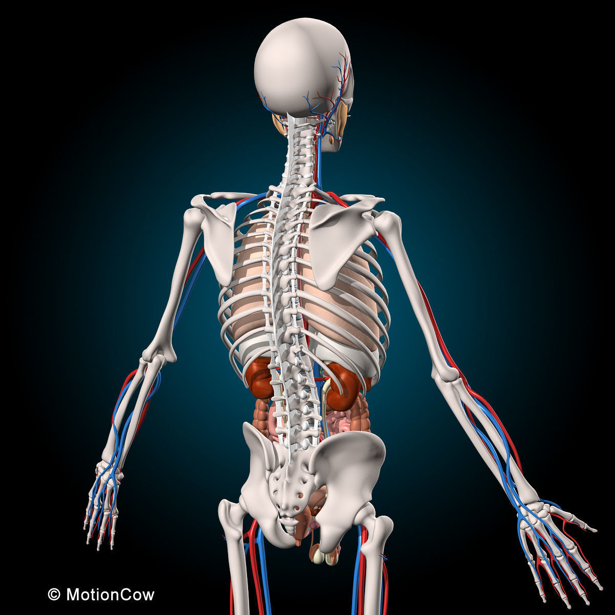 Ultimate Human Anatomy - Rigged 3D model_27