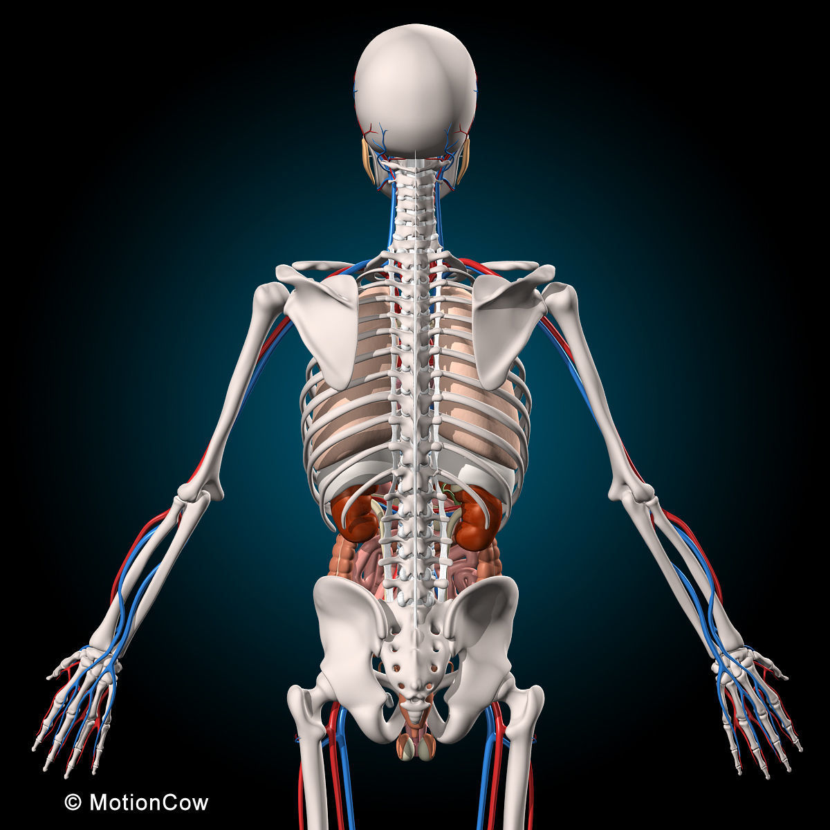 Ultimate Human Anatomy - Rigged 3D model_15