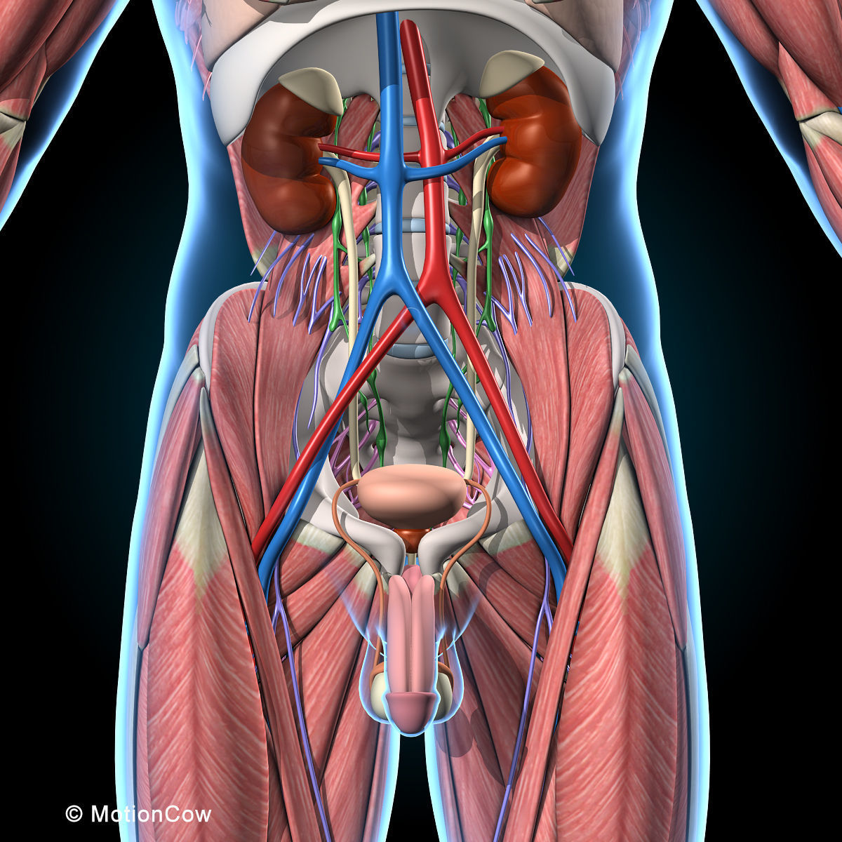 Ultimate Human Anatomy - Rigged 3D model_34