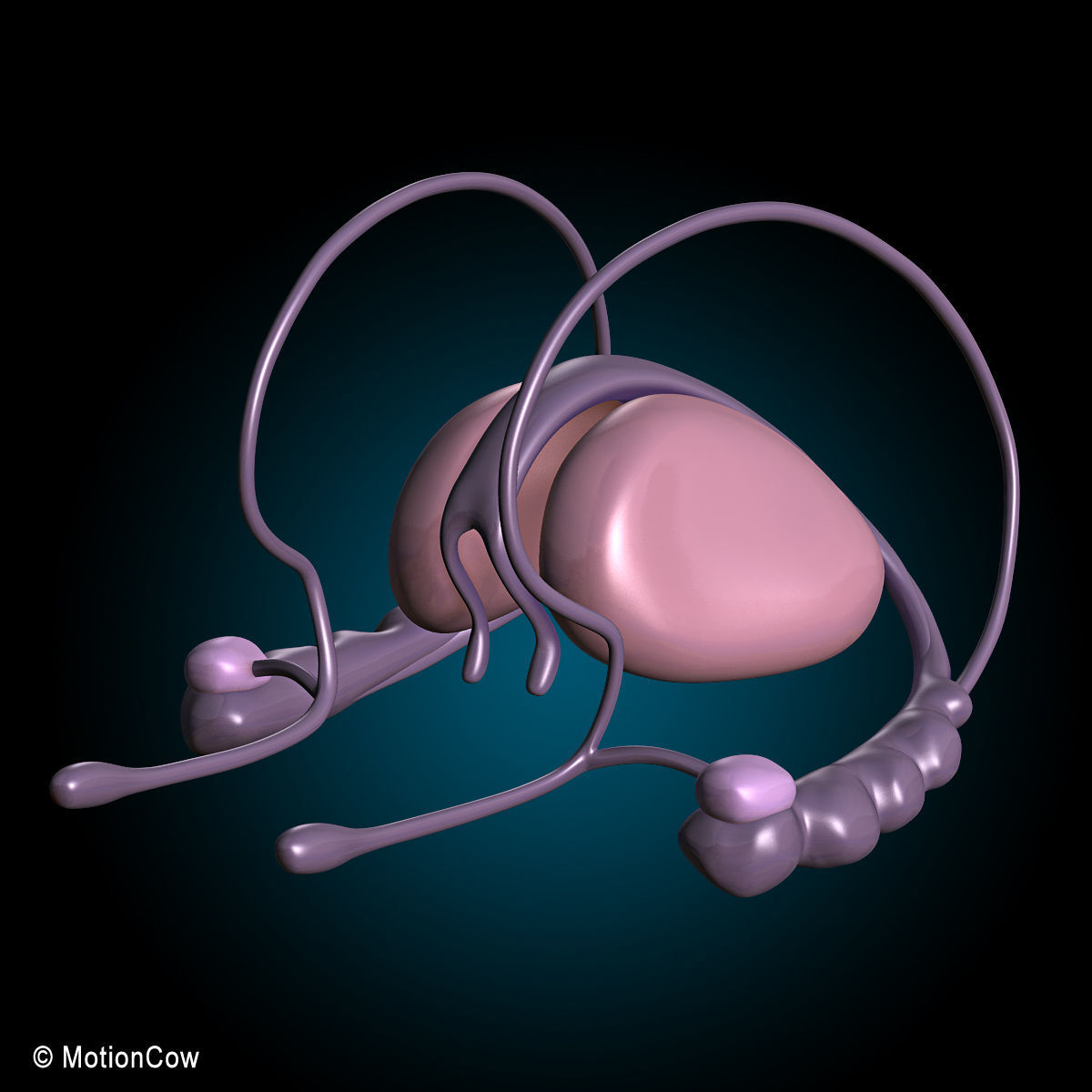 Ultimate Human Anatomy - Rigged 3D model_72