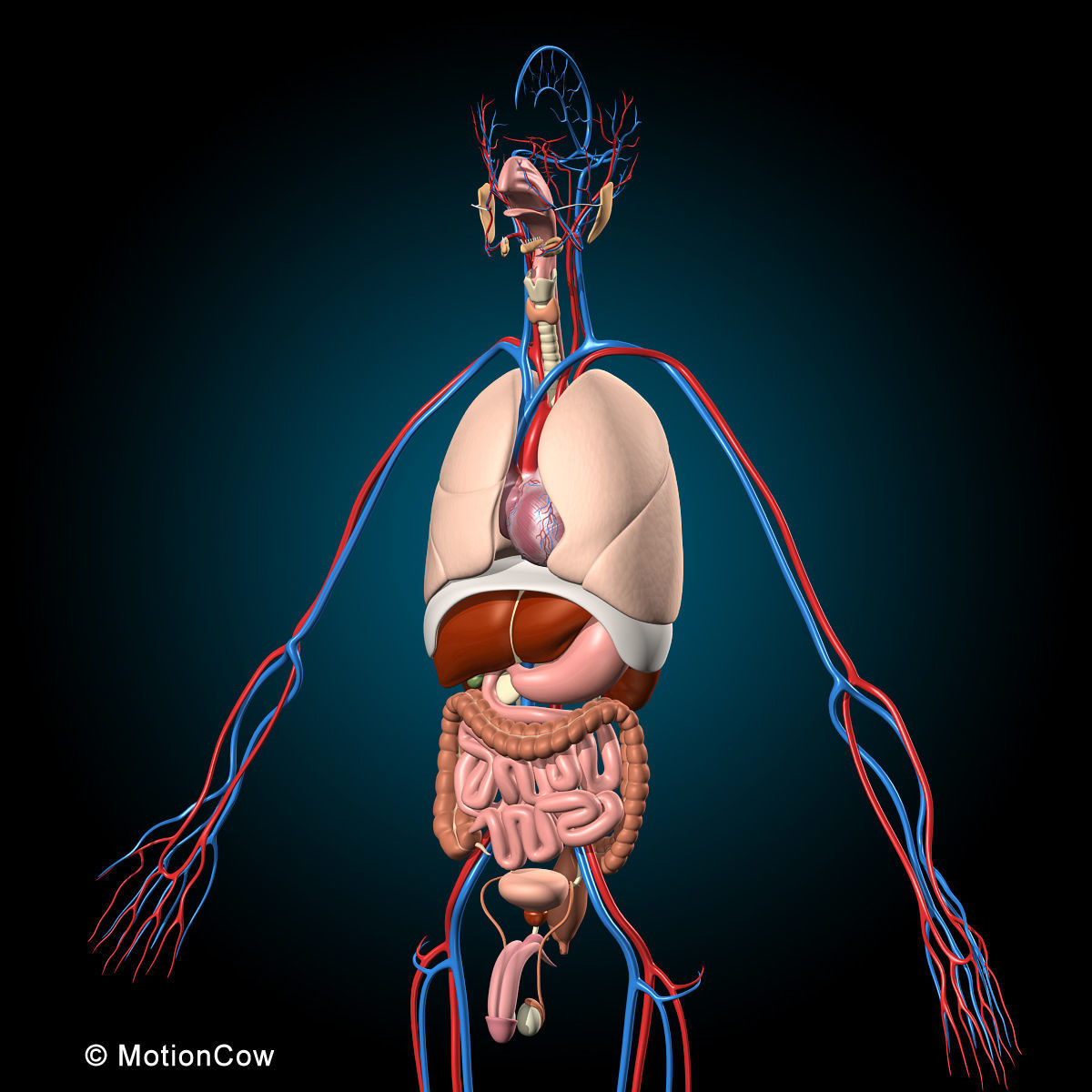 Ultimate Human Anatomy - Rigged 3D model_22