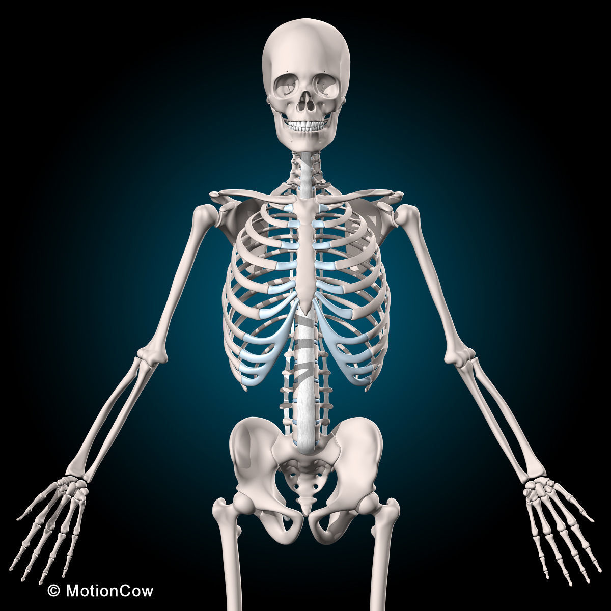 Ultimate Human Anatomy - Rigged 3D model_80