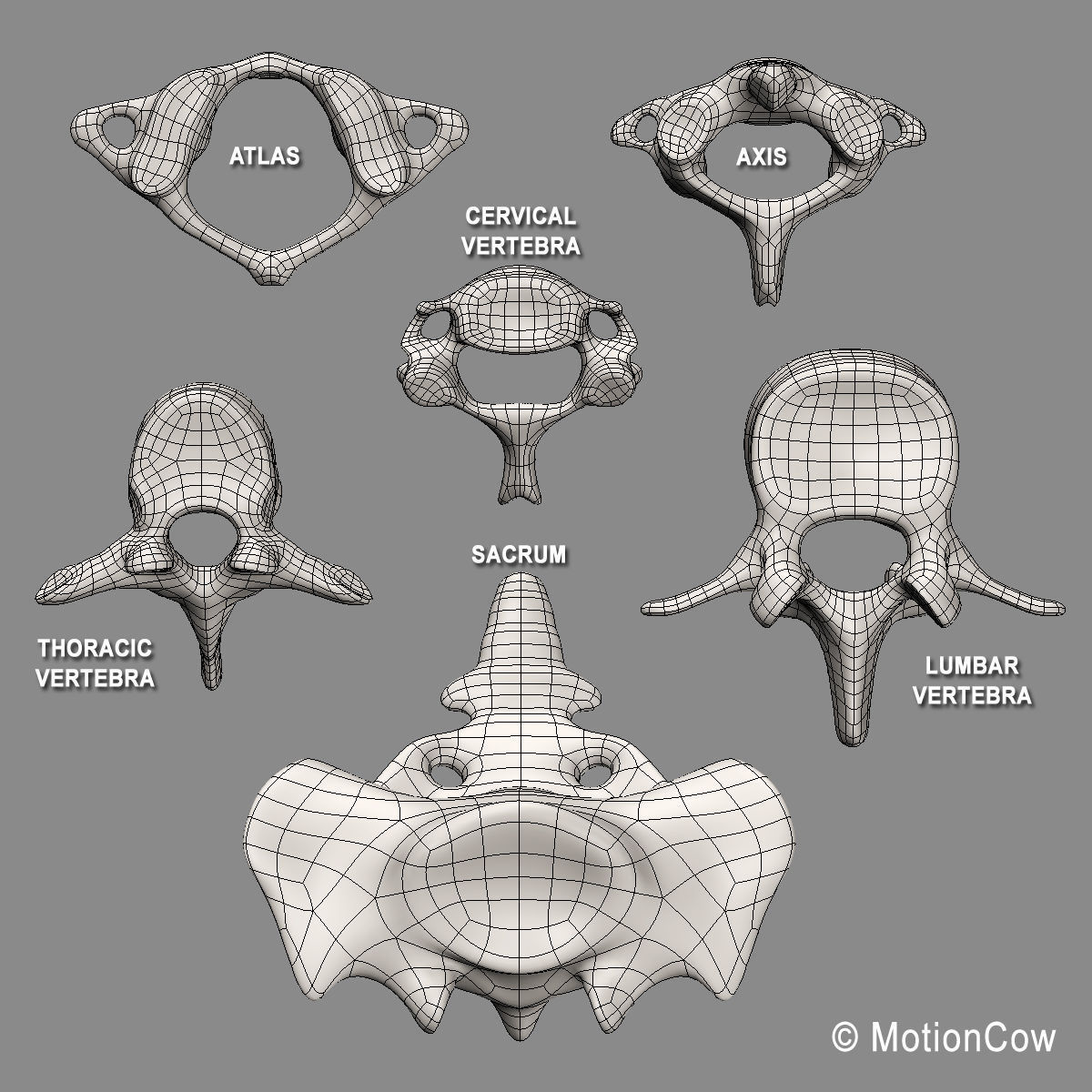 Ultimate Human Anatomy - Rigged 3D model_99