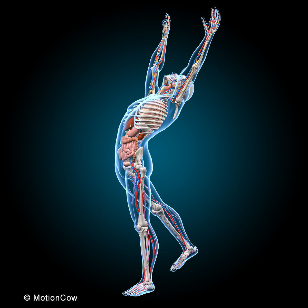 Ultimate Human Anatomy - Rigged 3D model_50