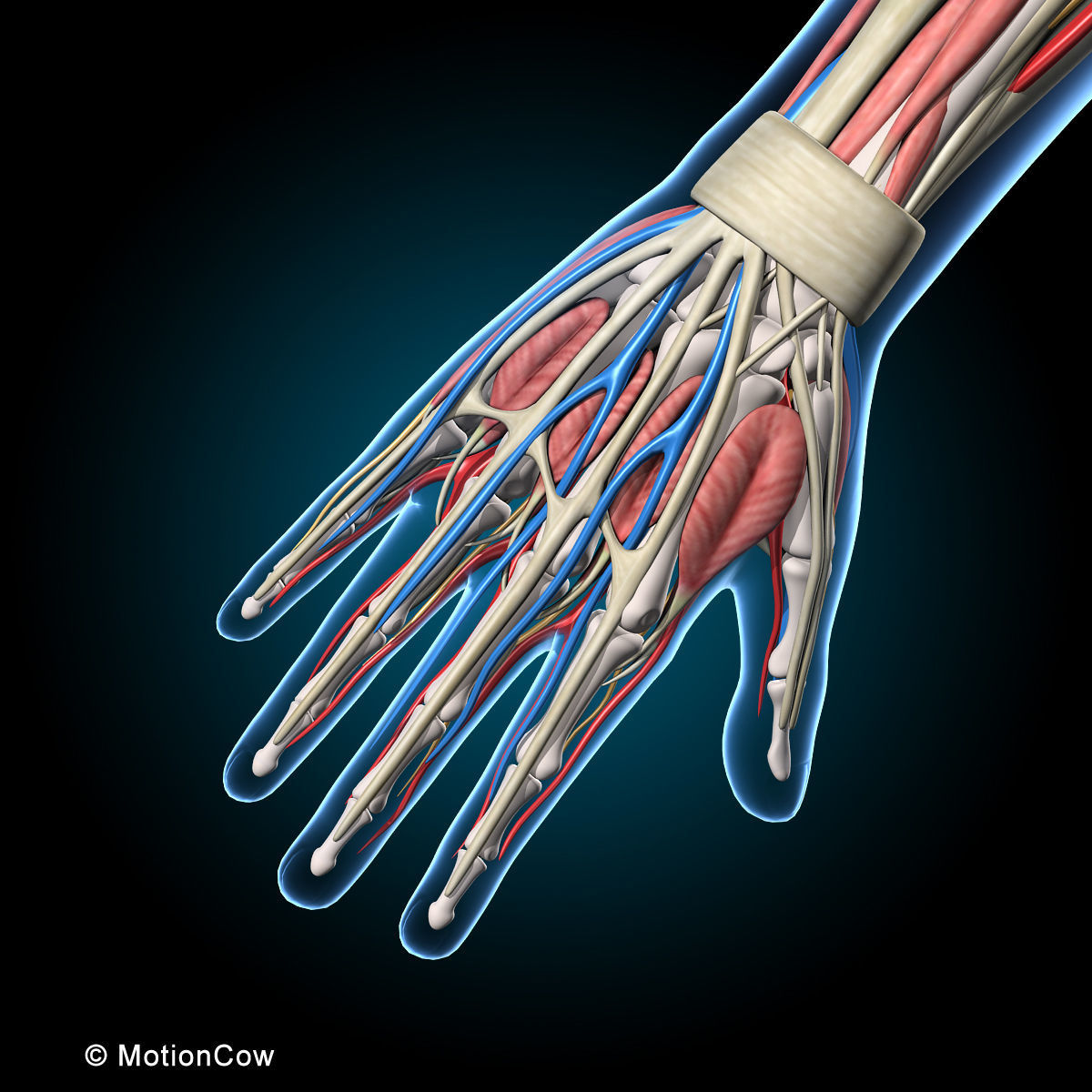 Ultimate Human Anatomy - Rigged 3D model_37