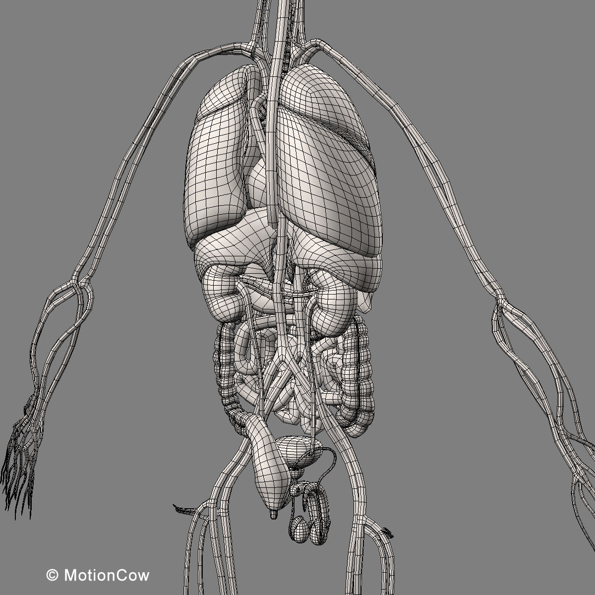 Ultimate Human Anatomy - Rigged 3D model_101