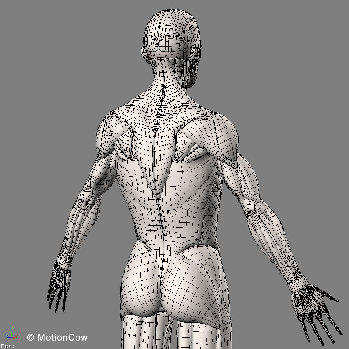 Ultimate Human Anatomy - Rigged 3D model_108