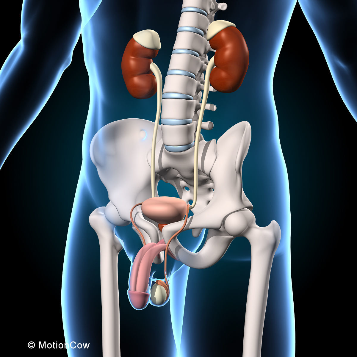Ultimate Human Anatomy - Rigged 3D model_31