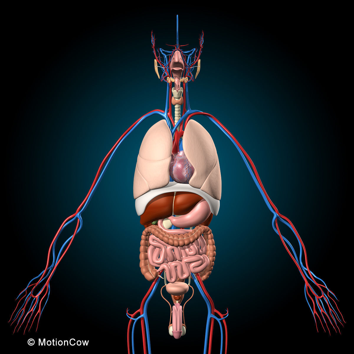 Ultimate Human Anatomy - Rigged 3D model_10