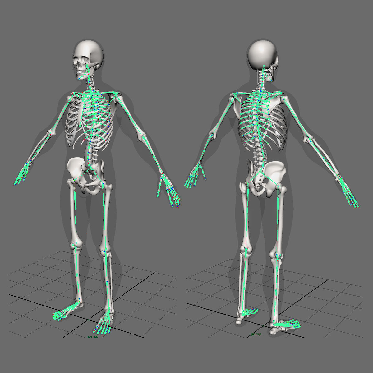 Ultimate Human Anatomy - Rigged 3D model_114