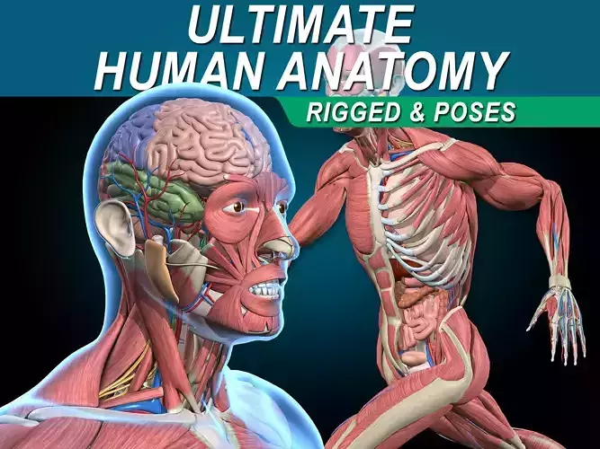 Ultimate Human Anatomy - Rigged 3D model